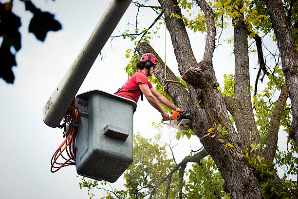 How Our Tree Care Process Works  in Serenada, TX